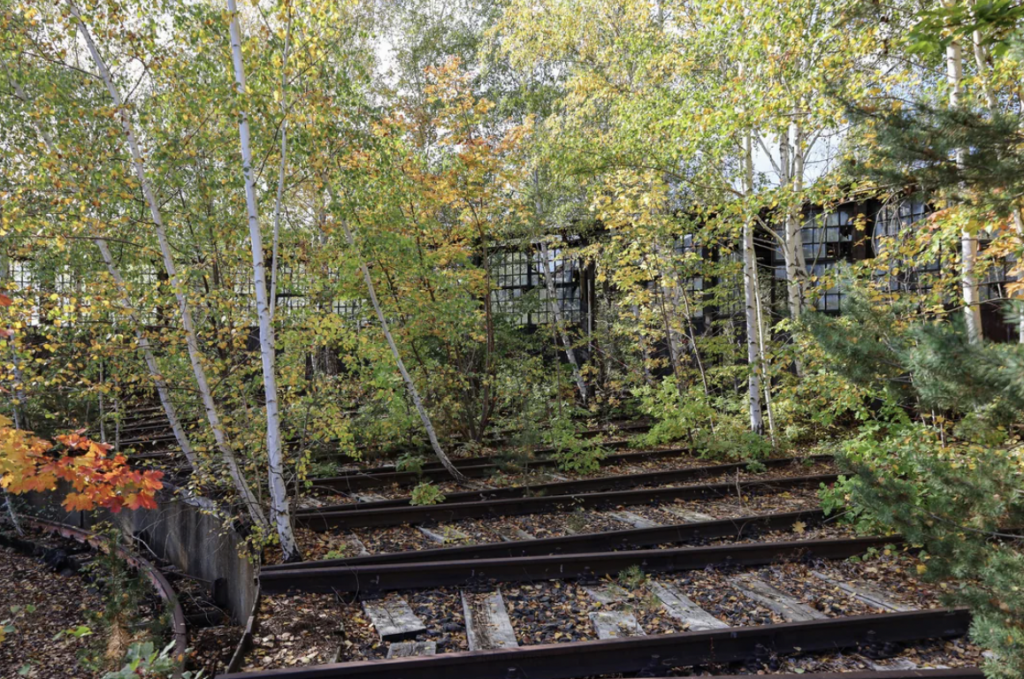 A scene of abandoned train tracks surrounded by overgrown vegetation. The rusted tracks are partially covered by fallen leaves, and trees with autumn foliage are growing between and around them, enveloping the neglected setting in greenery and yellowish tones.