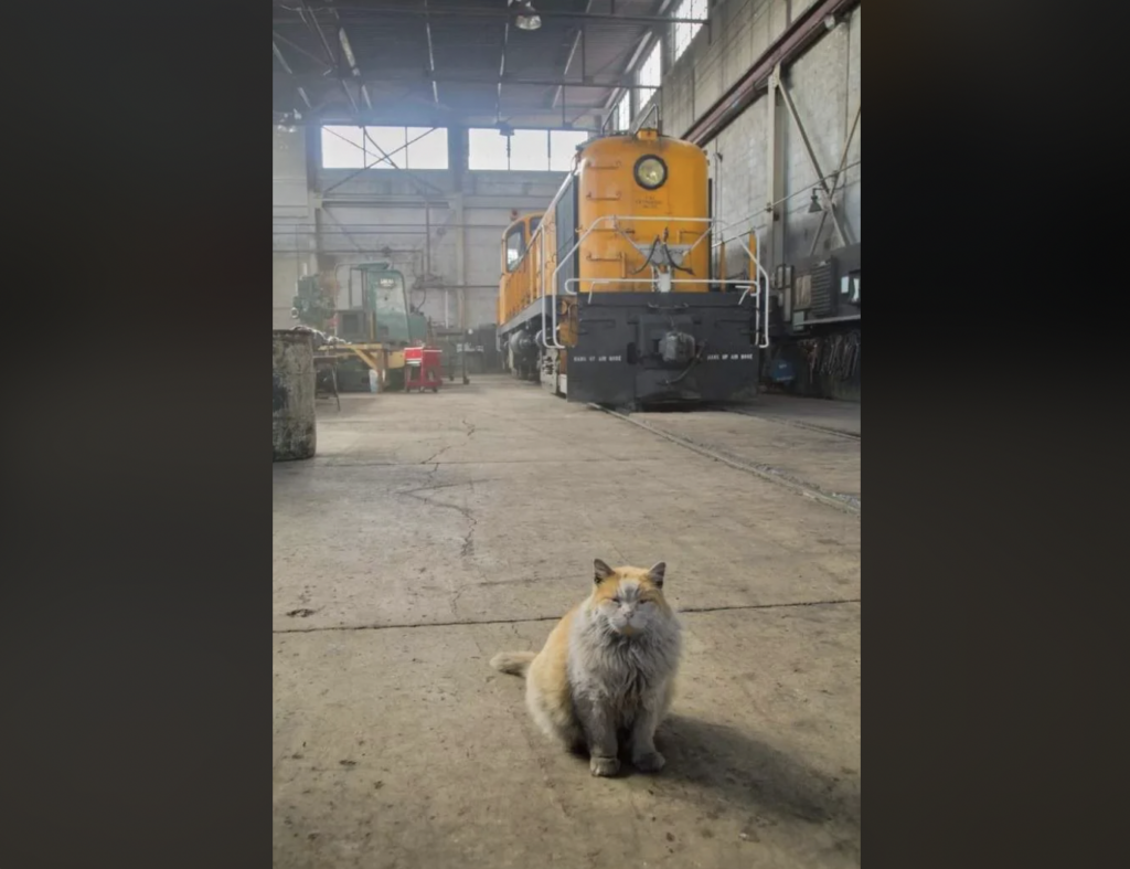 A fluffy cat sits on the concrete floor of an industrial warehouse with a yellow train engine parked in the background. The train is positioned directly behind the cat, and various tools and equipment are scattered around the spacious, well-lit space.