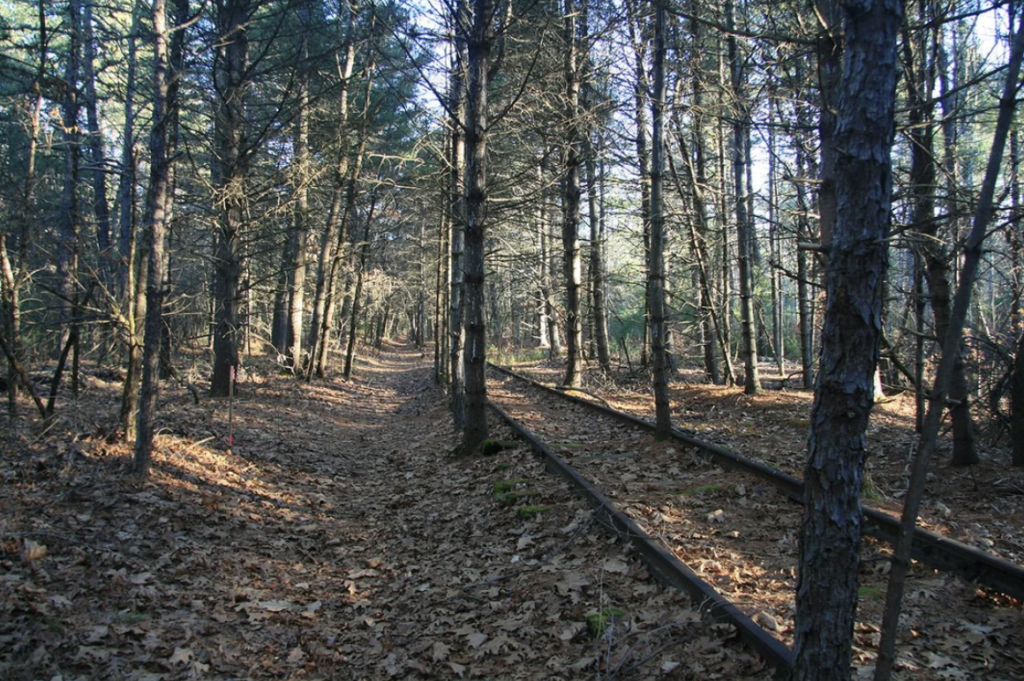 A forest scene with light filtering through the tall trees. The ground is covered in dry leaves, and an old, abandoned railway track runs through the middle of the forest, partially hidden by the foliage. The path beside the track is clear and leads into the distance.