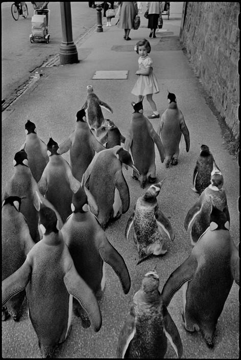 A black and white photo shows a young girl standing on a sidewalk with a surprised expression as she faces a group of Emperor penguins walking towards her. The scene takes place in an urban area, with other pedestrians and buildings visible in the background.