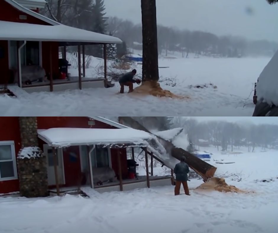 A person cutting down a tree in a snowy environment. The photo above shows the person sawing the tree base beside a red house. The photo below captures the moment the tree falls, appearing to crash onto the house. Snow-covered landscape in the background.