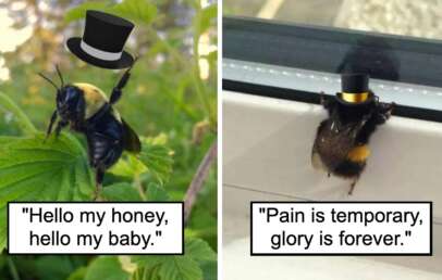 Two images of bees wearing top hats: The left bee stands on a plant with the caption "Hello my honey, hello my baby." The right bee clings to a windowsill, captioned "Pain is temporary, glory is forever.