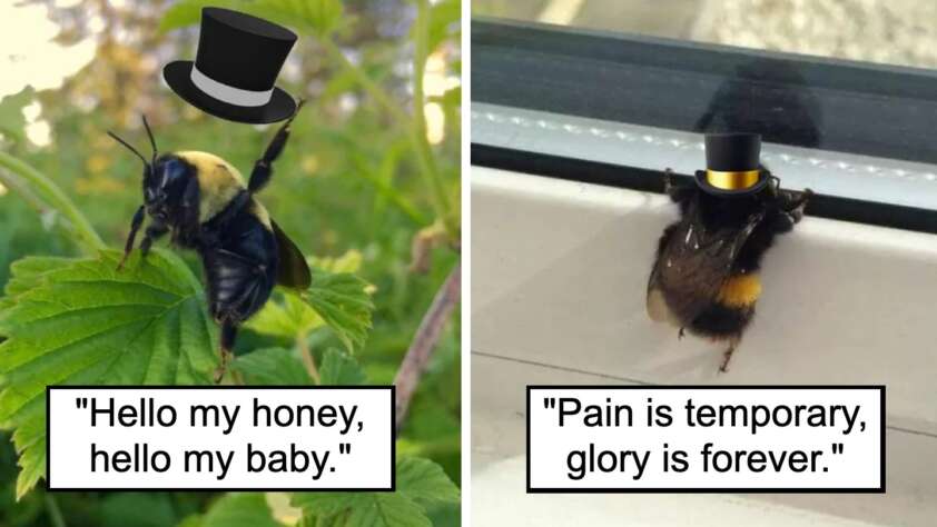 Two images of bees wearing top hats: The left bee stands on a plant with the caption "Hello my honey, hello my baby." The right bee clings to a windowsill, captioned "Pain is temporary, glory is forever.