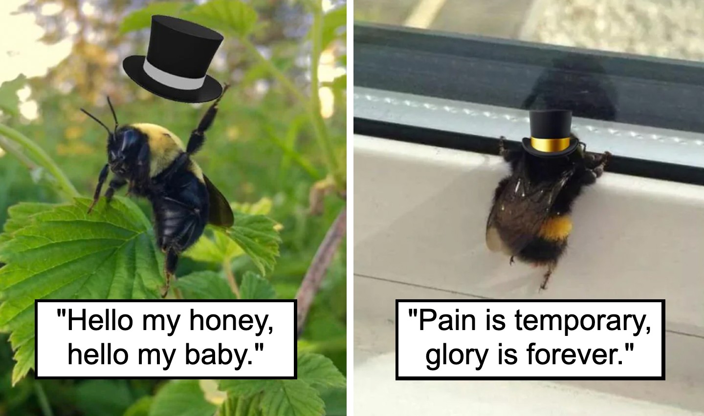 Two images of bees wearing top hats: The left bee stands on a plant with the caption "Hello my honey, hello my baby." The right bee clings to a windowsill, captioned "Pain is temporary, glory is forever.