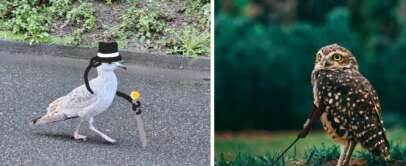 The image shows two birds. On the left, a bird with a black top hat, monocle, and cane walks on a wet surface, reminiscent of a gentleman. On the right, an owl stands on grass with one wing over a cane, appearing regal.