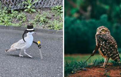 The image shows two birds. On the left, a bird with a black top hat, monocle, and cane walks on a wet surface, reminiscent of a gentleman. On the right, an owl stands on grass with one wing over a cane, appearing regal.