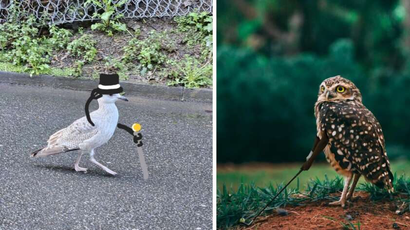 The image shows two birds. On the left, a bird with a black top hat, monocle, and cane walks on a wet surface, reminiscent of a gentleman. On the right, an owl stands on grass with one wing over a cane, appearing regal.