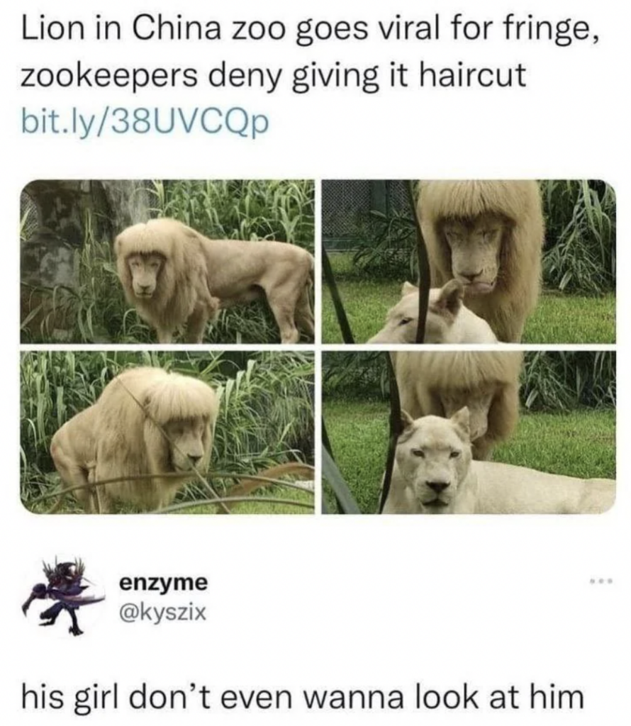 A meme with four images of a lion with a fringe-like mane in a zoo enclosure. A tweet below says, "His girl don’t even wanna look at him," referencing a lioness in the last image who looks away. The header states zookeepers deny giving the lion a haircut.