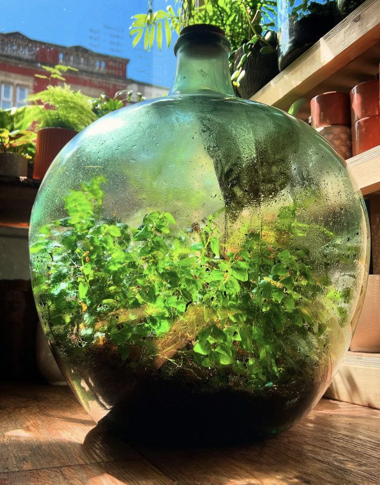 A large glass terrarium, shaped like a wide-bottomed bottle with a narrow neck, is filled with lush green plants under bright sunlight. The terrarium sits on a wooden surface inside a room with several other plants and buildings visible through the window.