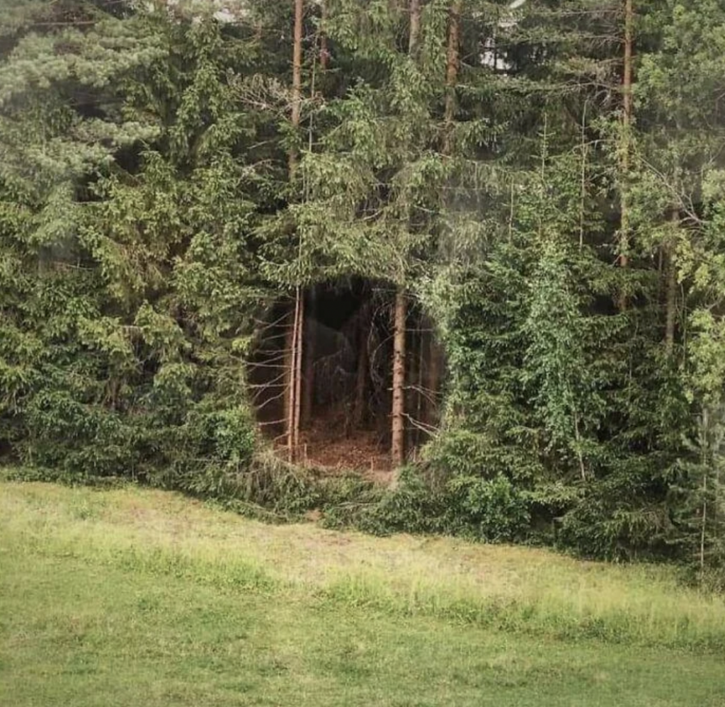 A dense forest with tall evergreen trees and a circular gap in the foliage, creating a tunnel-like view through the trees. The ground is covered in grass, and the surrounding trees are lush and green.