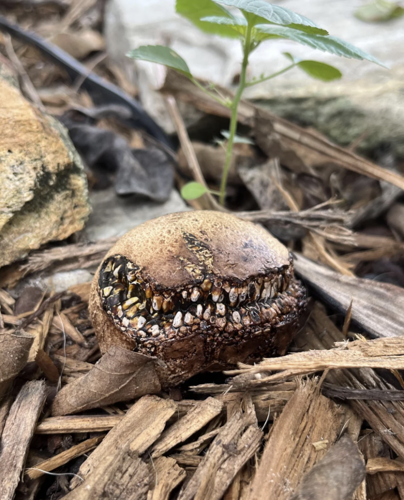 Close-up of a decayed, brownish object on the ground that resembles a skull with teeth, surrounded by mulch, leaves, rocks, and a small green plant growing nearby. The object has a cracked and darkened surface with white, tooth-like structures.