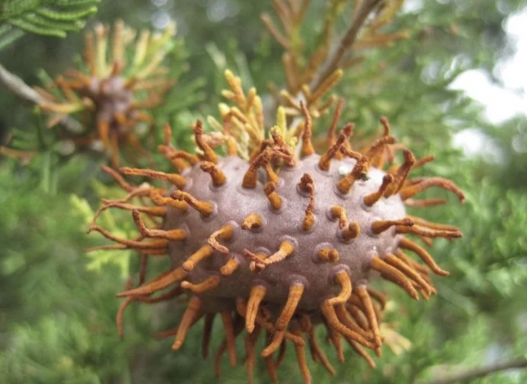 Close-up of a brown, spiky, spherical growth known as cedar-apple rust gall on a cedar tree branch, with surrounding green foliage. The gall has orange, tentacle-like protrusions which give it a peculiar, almost alien appearance.