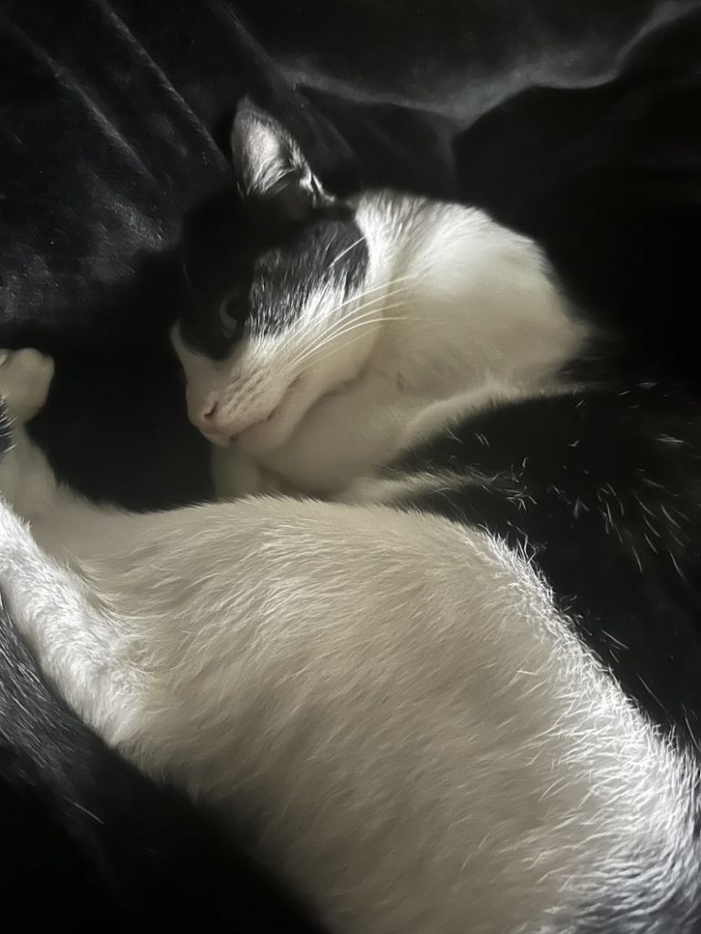 A black and white cat lies on a dark, plush surface, gazing off to the side. The cat's body is mostly white with black patches, including its head and one leg. The fur appears soft and slightly illuminated by the light.