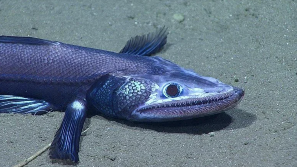 A close-up image of a deep-sea fish with a sleek, elongated body and large, reflective eyes. Its body is dark-colored, and it rests on a sandy ocean floor. The fish has prominent scales and fins, and its mouth is slightly open, revealing small, sharp teeth.