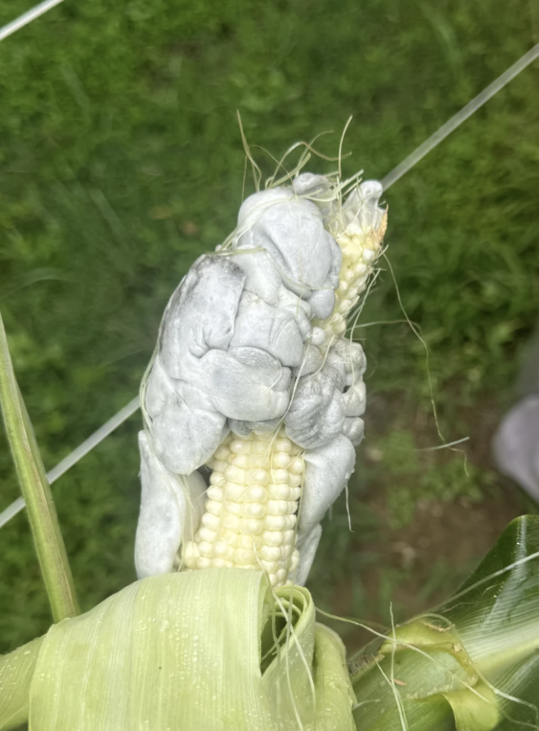 A close-up photograph of an ear of corn infected with corn smut, a fungal disease. The kernels are deformed and swollen, appearing grayish-white and bulbous. The infected ear contrasts with a green, grassy background.