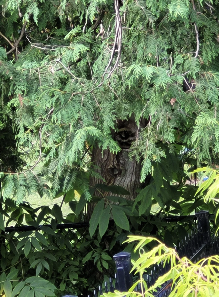 A tree with dense green foliage hides a hollow trunk where a raccoon is peeking out. The tree is surrounded by leafy plants and a black metal fence at the bottom.