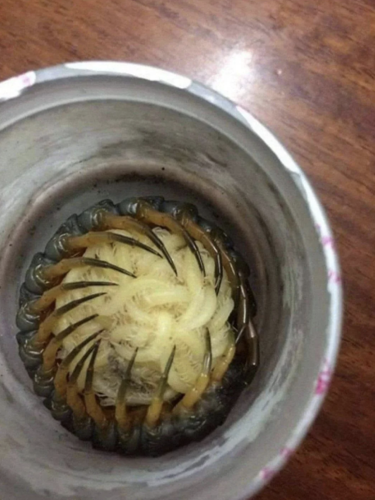 A can with the lid removed reveals an unusual object inside that resembles a segmented ring of thin, spiky, worm-like structures, possibly a type of marine creature, sitting on a dark brown wooden surface.