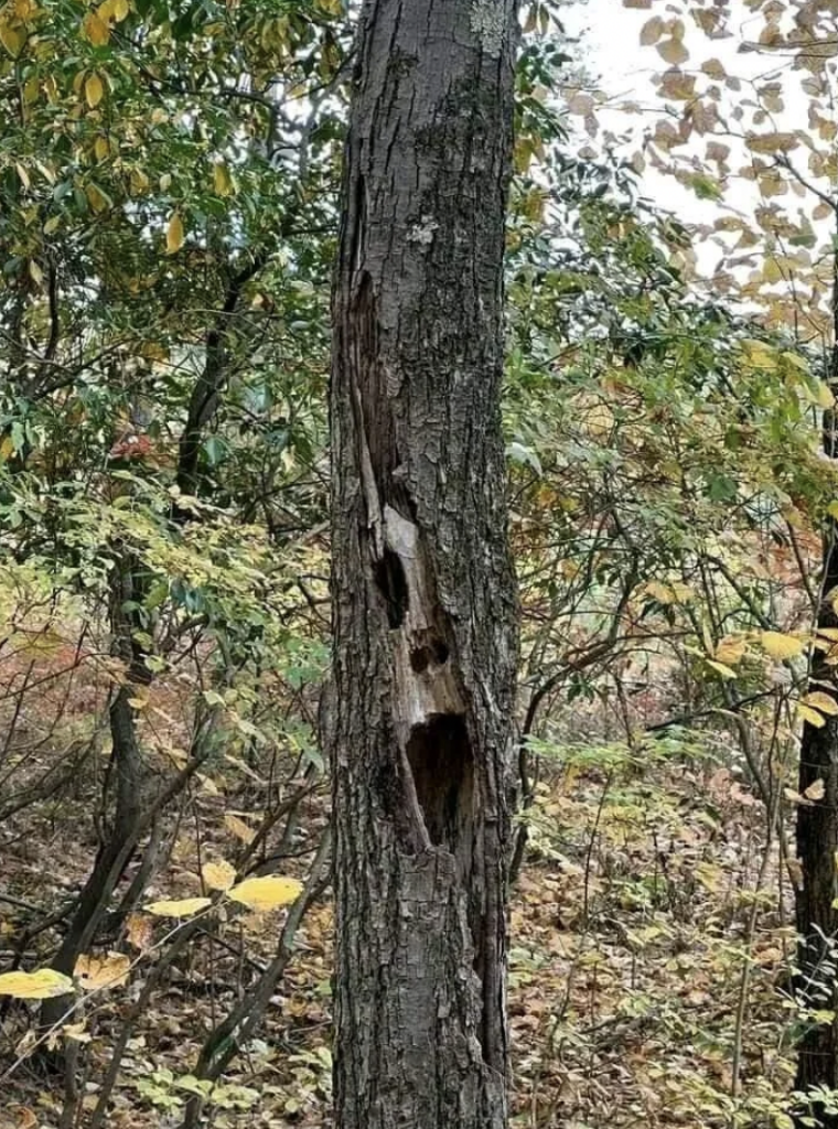 A tree with a hollow center in the shape of a face, set in a forest with green and yellow foliage during autumn. The bark on the tree is dark and rough, and the surrounding trees and leaves indicate a natural woodland setting.