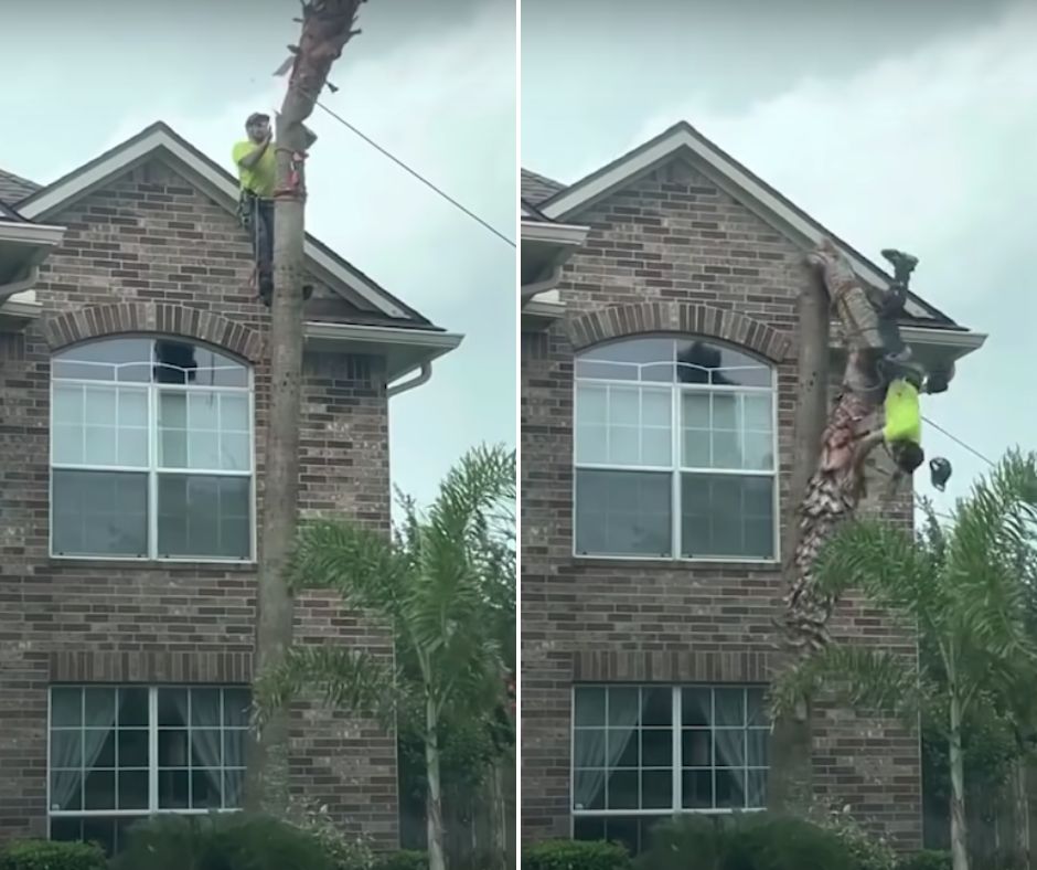 A worker in a neon green shirt is cutting down a tall tree beside a two-story brick house. In the first frame, he uses a chainsaw while secured with safety gear up the tree. In the second frame, he falls backward as the tree trunk splits and begins to topple over.