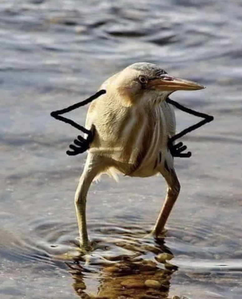 A heron stands in shallow water with its wings positioned to resemble human arms on its hips, giving the appearance of a comical, defiant stance. The bird looks forward with its beak slightly open.