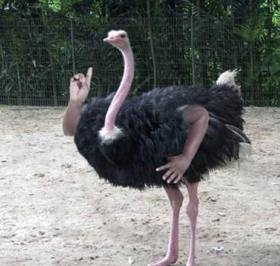 A comical image of an ostrich with human arms replacing its wings. One of the arms is raised with the index finger pointing upward, while the other arm is resting on its hip. The ostrich stands on sandy ground with a background of greenery and fencing.