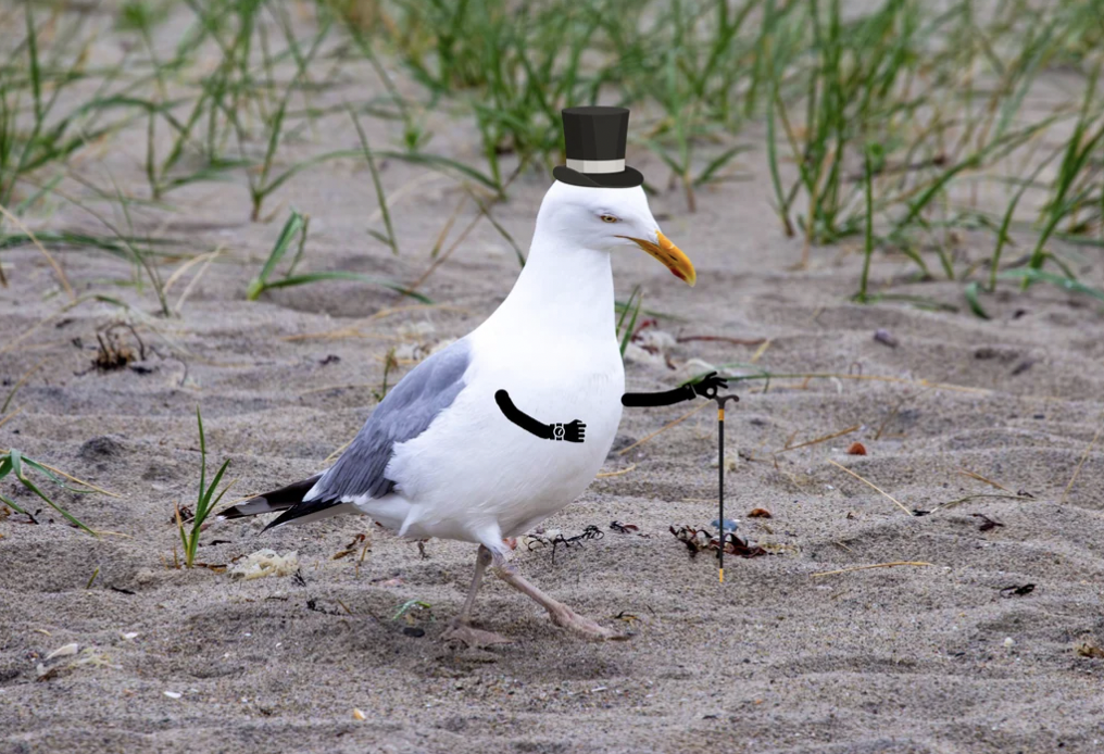 A seagull is walking on a sandy beach. The seagull is humorously edited to wear a black top hat and hold a small cane with its wing. Sparse green grass can be seen in the background.