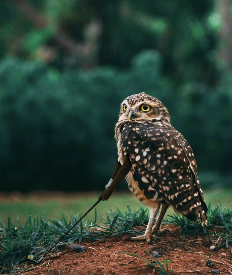 A brown and white spotted owl stands on a grassy mound, looking back over its shoulder. The owl has bright yellow eyes and holds a small bow with an arrow drawn, aiming off into the distance. The background is blurred dense, green foliage.