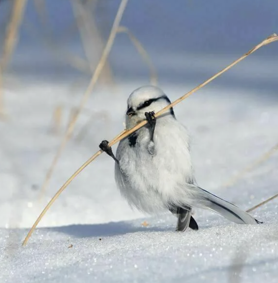 A small fluffy bird with white and black plumage stands on a snowy ground, holding a thin, dry plant stem in its beak and feet. The background is blurred, with hints of more dry stems protruding from the snow.