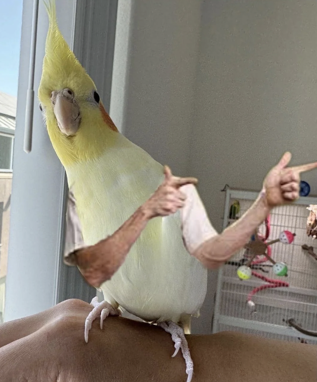 A yellow cockatiel with added human arms is perched on a person's hand, pointing with both fingers toward something off-camera. The bird's added arms make it appear as if it is enthusiastically gesturing. There is a birdcage in the background.