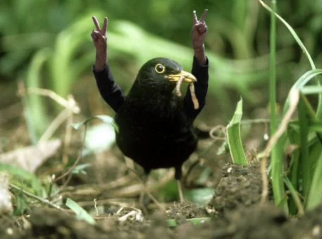 A black bird in a grassy area holds a worm in its beak. The bird has been digitally altered to appear as if it has two human arms raised in a double peace sign gesture.