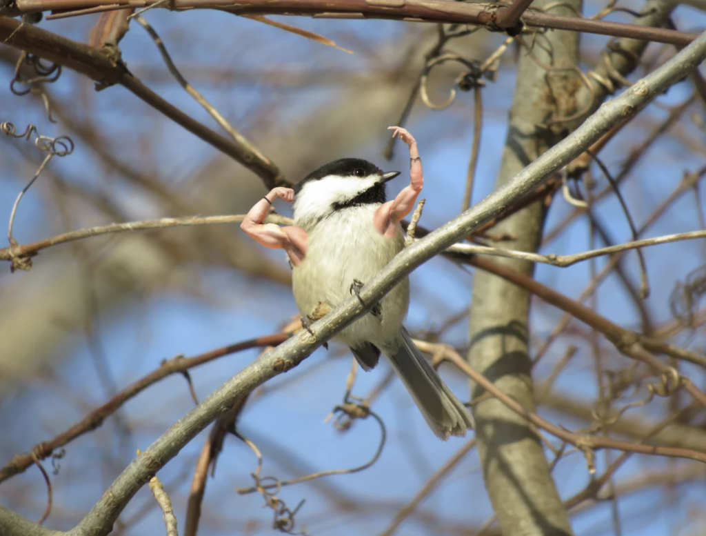 A small bird with a black, white, and gray plumage perches on a tree branch. The bird has been edited to have muscular human-like arms, which it is flexing in a strong pose. The background consists of leafless branches and a clear blue sky.