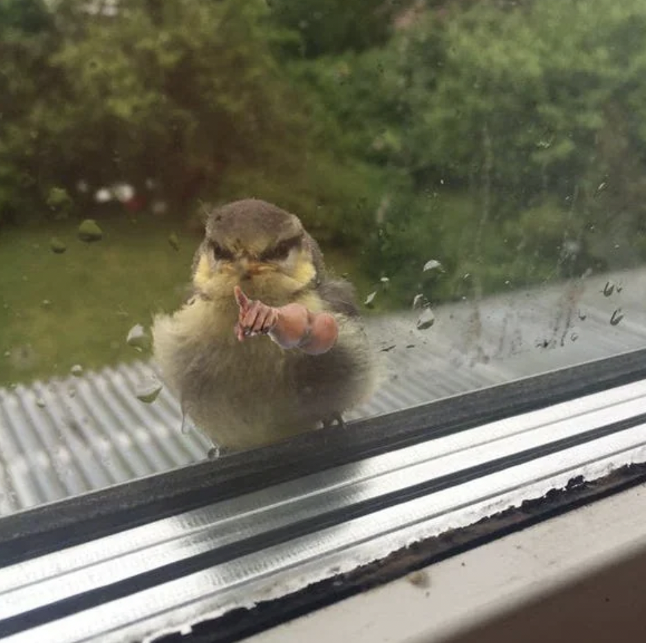 A small bird is perched on the outside of a window, facing the camera. One of its wings is edited to look like a muscular human arm. The window has raindrops on it, with a green garden visible in the background.