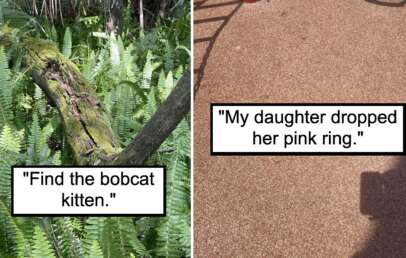 The image is split into two parts. On the left is a dense green fern area with a small, camouflaged bobcat kitten. The right side shows a close-up of a reddish ground surface with a small pink ring lying next to a shadow, alongside the text "My daughter dropped her pink ring.