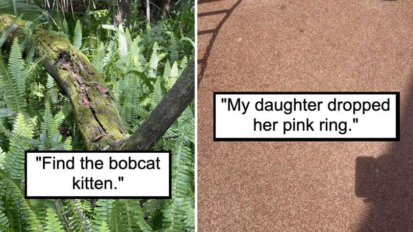 The image is split into two parts. On the left is a dense green fern area with a small, camouflaged bobcat kitten. The right side shows a close-up of a reddish ground surface with a small pink ring lying next to a shadow, alongside the text "My daughter dropped her pink ring.