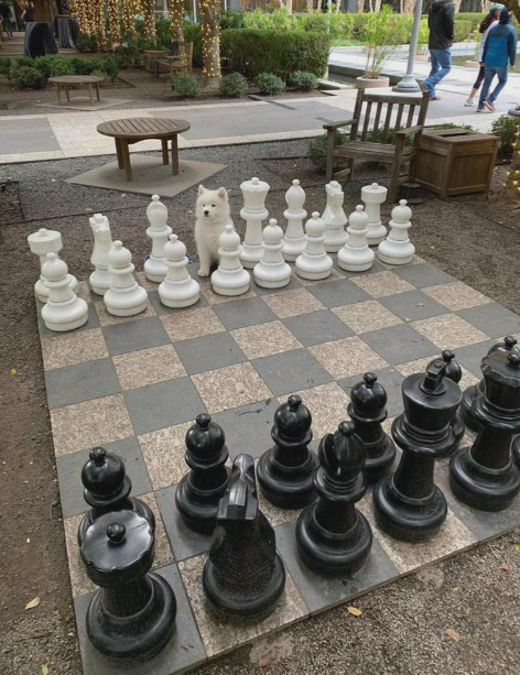 A white cat sits among large white chess pieces on an outdoor chessboard. The black chess pieces are in the foreground. The scene is set on a paved area with benches, trees, and some people walking in the background.