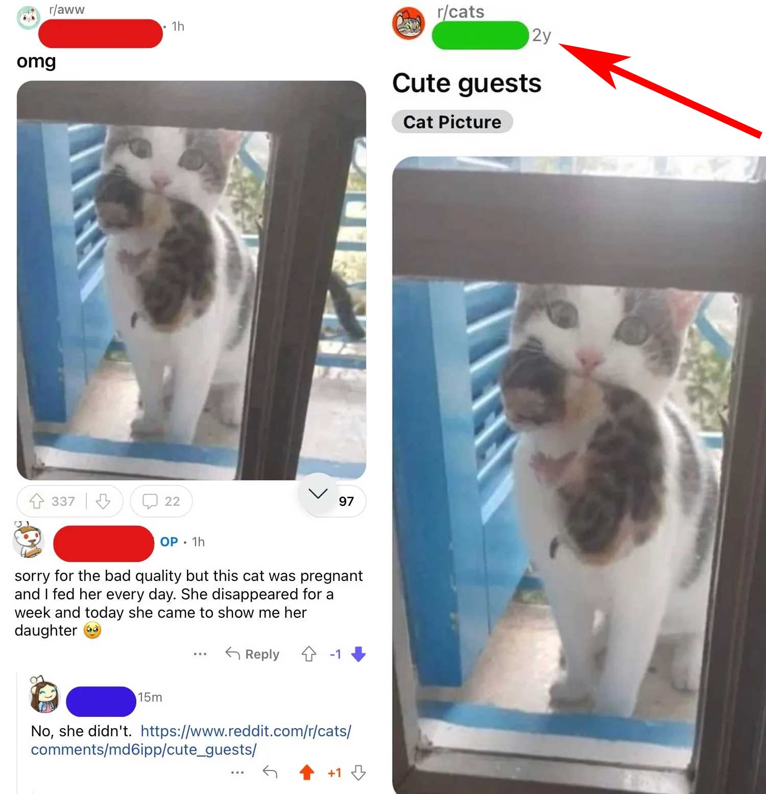 A Reddit post on r/cats shows a cat through a window with the caption "Cute guests." The post has multiple upvotes and a comment thread where someone explains the cat was pregnant and brought its kitten, demonstrating a mother and her offspring reunion.