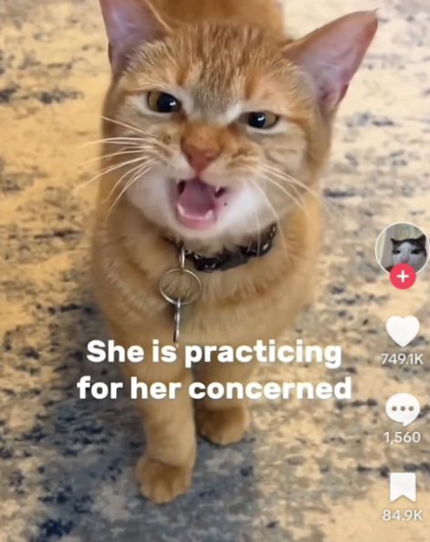 A ginger cat with a collar and tag is staring into the camera with its mouth open, looking as if it is meowing. Text overlay on the image reads, "She is practicing for her concerned look." The social media interface shows a heart, comment, and share button on the side.