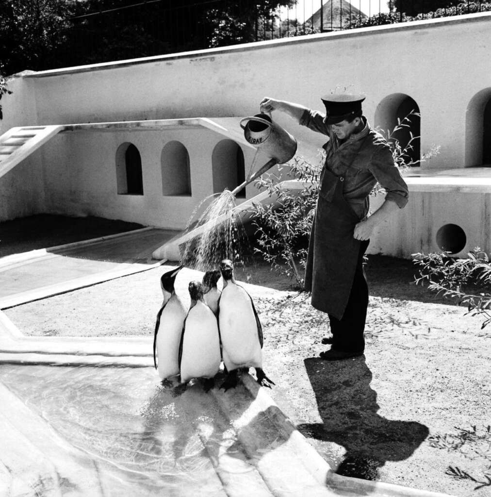 A zoo keeper in uniform pours water from a watering can onto four standing penguins in an outdoor enclosure. The enclosure features ramps, platforms, and arched windows. The sun shines overhead, casting shadows on the ground.