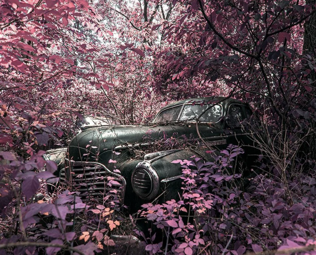 An old, abandoned car partially obscured by dense, overgrown vegetation featuring predominantly pink foliage. The weathered vehicle appears to be from the mid-20th century, blending into the surreal, colorful forest surroundings.