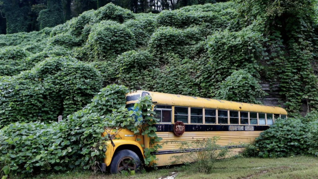 An old, yellow school bus is partially overtaken by dense, green vegetation. The bus, featuring a visible "STOP" sign on its side, sits in front of a hillside also covered in thick greenery, creating a scene of nature reclaiming a man-made object.