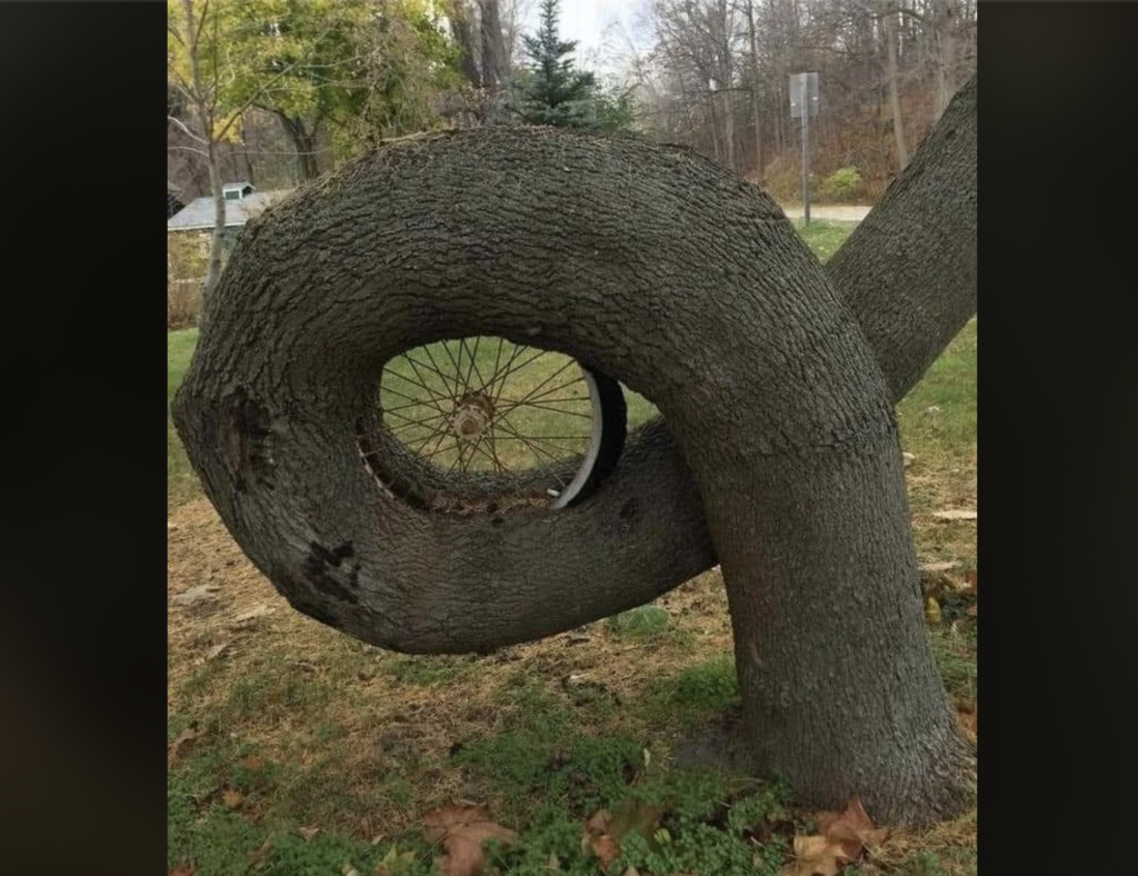 A tree has grown around and enveloped an old bicycle wheel, which is now embedded within its trunk. The tree's growth curves around the wheel, creating a unique and intriguing natural sculpture. The scene is set in a grassy area with other trees in the background.