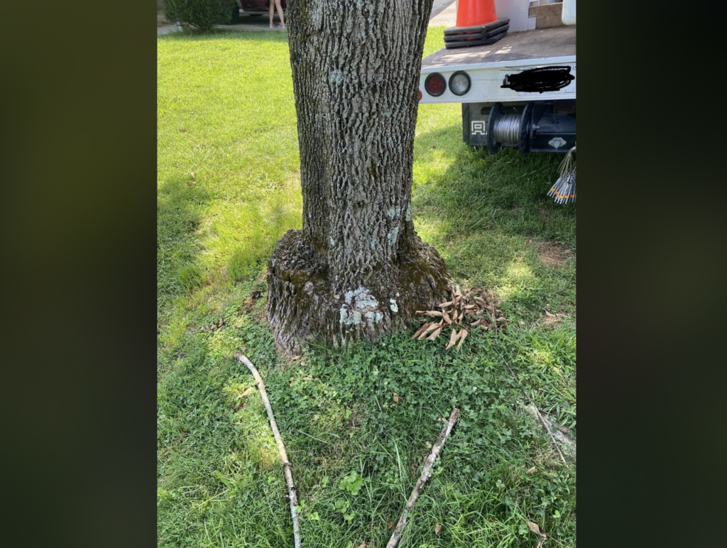 A tree with a thick trunk base growing out of lush green grass is next to a truck. Wooden sticks and mulch are scattered around the tree's base. In the background, an orange traffic cone is visible, and part of a person standing can be seen.