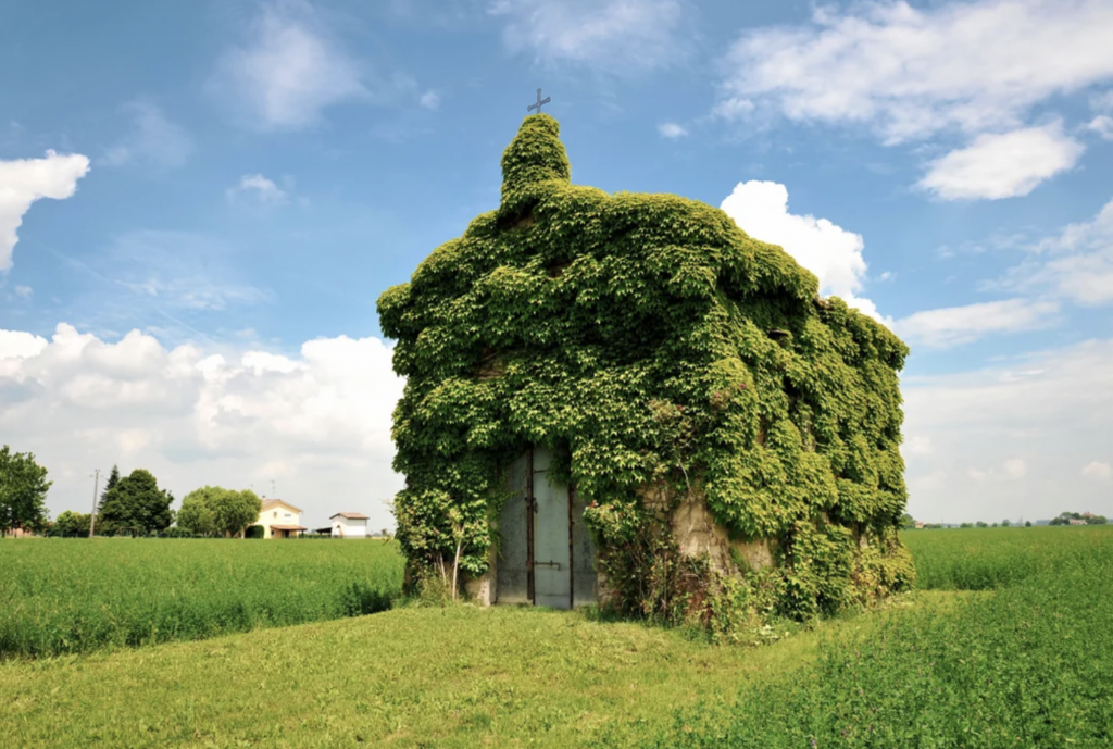 A small chapel covered entirely in thick green ivy stands in the middle of a lush field under a blue sky with scattered clouds. The door and a cross on the chapel’s roof are visible amid the dense foliage. A few houses are visible in the distant background.