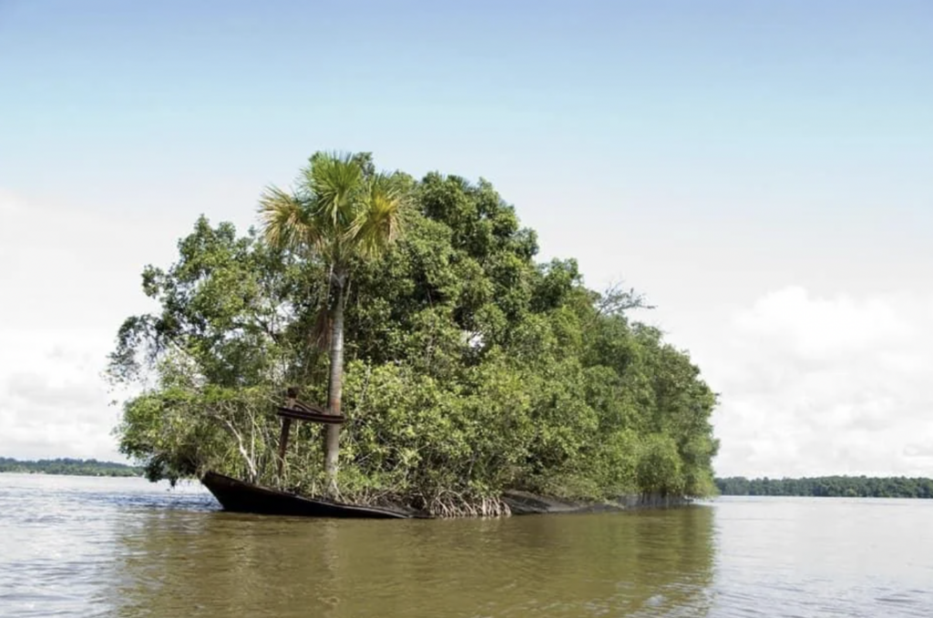 A partially sunken boat is overgrown with lush trees and vegetation, resembling a floating island on a calm river. The background features a wide expanse of water and a clear sky.