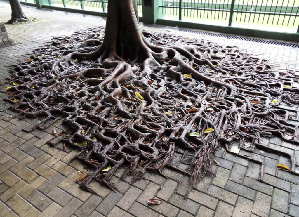 A tree with extensive, exposed roots spreading across a paved brick surface. The roots create an intricate, web-like pattern, contrasting with the orderly layout of the bricks. A green fence is visible in the background. Some fallen leaves are scattered on the roots.