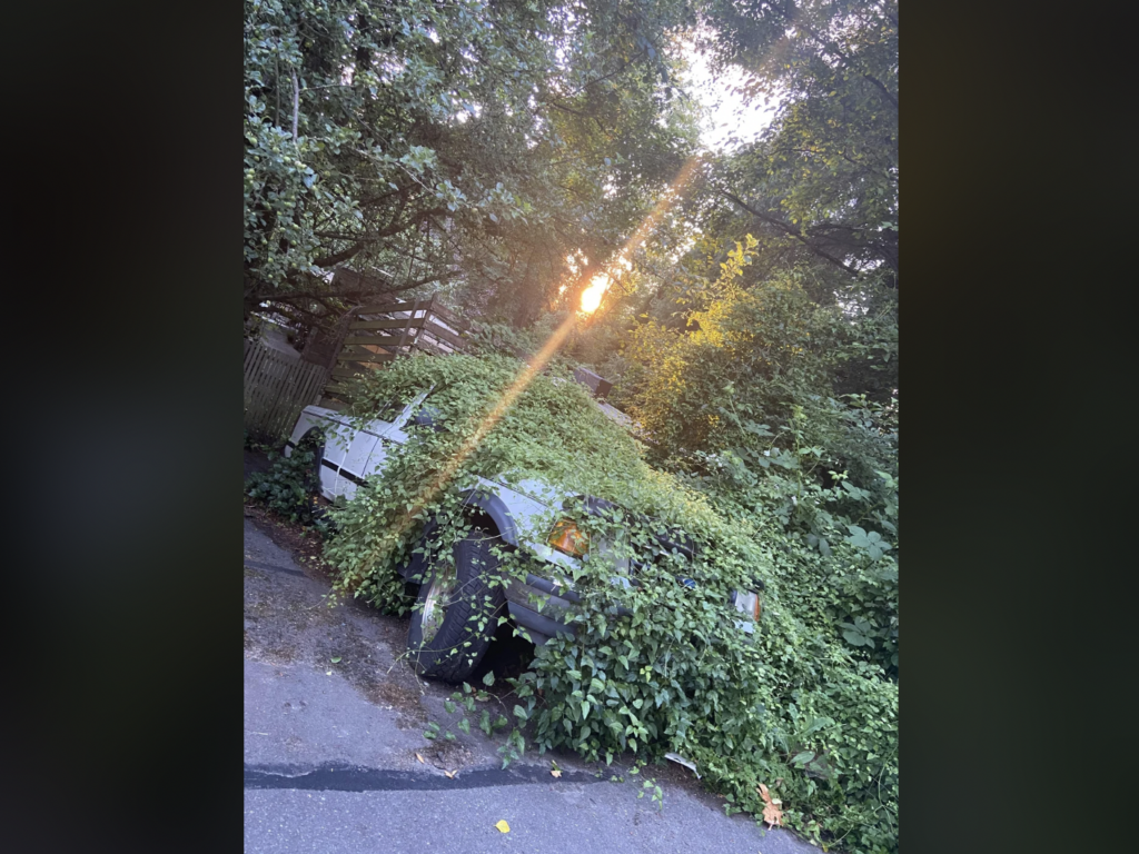 A white car is heavily covered in overgrown green vines and foliage, parked on a quiet road with a fence and dense trees in the background. The sun is peeking through the trees, casting a warm light onto the scene.