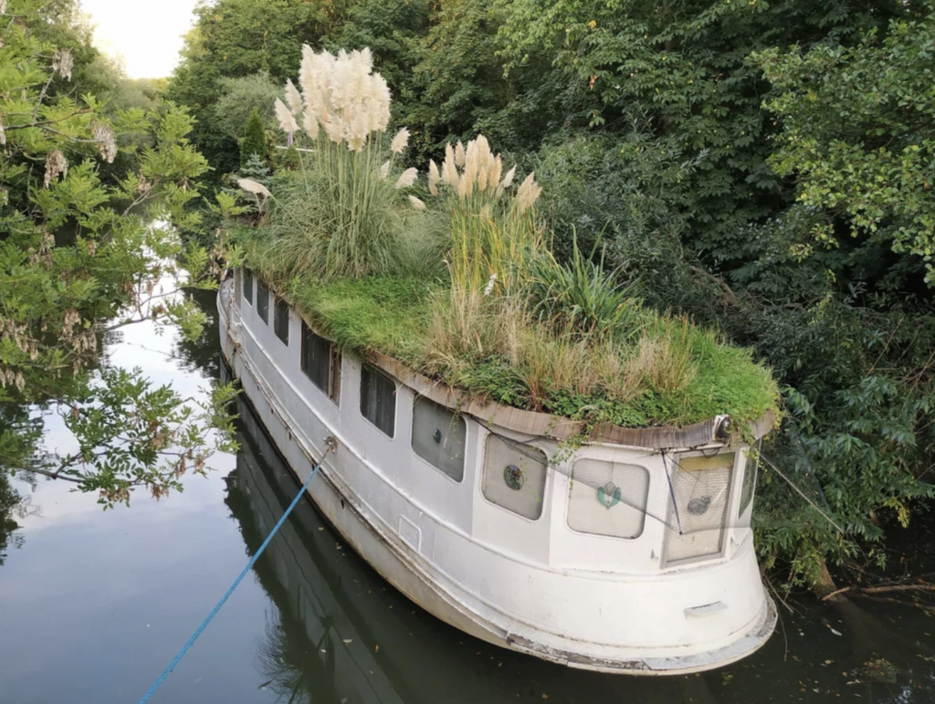 A white boat with a roof covered in tall grass and plants is moored in a narrow, tree-lined waterway. The lush greenery atop the boat creates a unique and whimsical appearance, blending the man-made vessel with the natural surroundings.