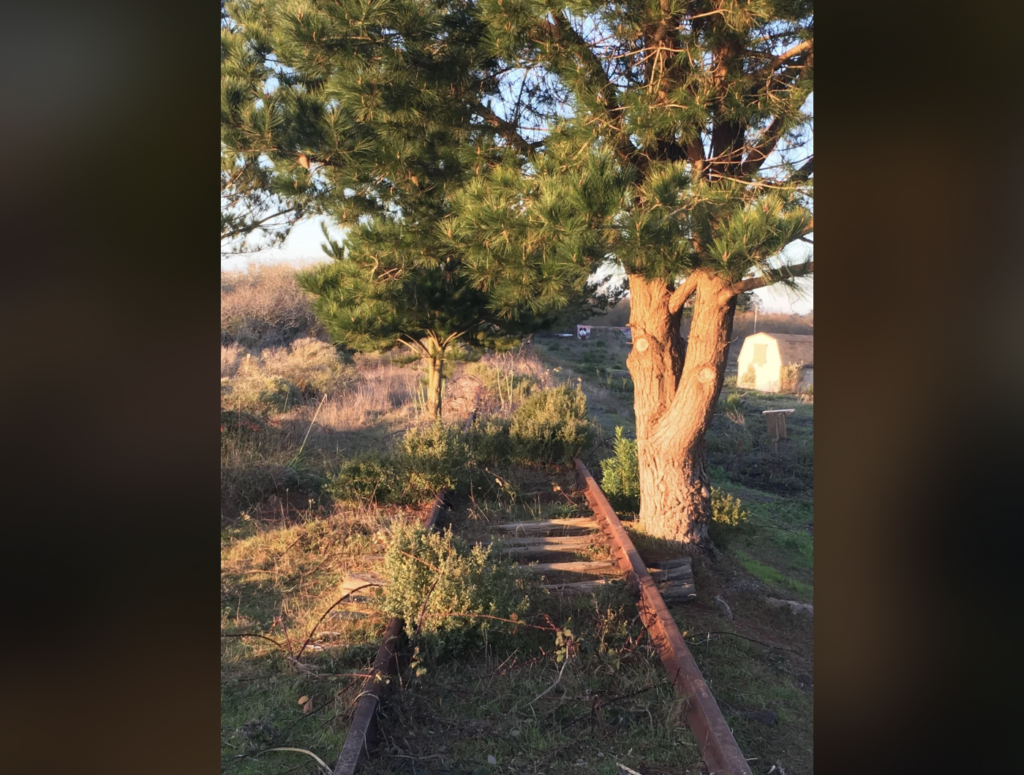 An overgrown, abandoned railway track runs through a tranquil outdoor setting with two large trees growing between the tracks. The area is surrounded by wild shrubs and grasses, bathed in soft, late afternoon sunlight.