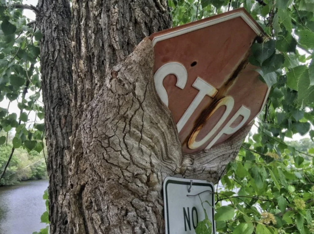 A tree has grown around a stop sign, enveloping it to the point where the sign is partially embedded in the tree's trunk. The red color of the stop sign is faded, and it is surrounded by green leaves. A "No Parking" sign is visible below.