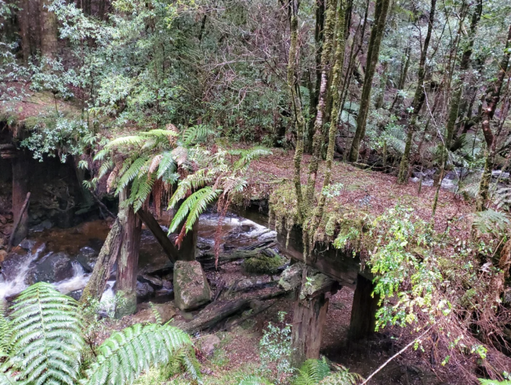 A serene forest scene featuring a wooden bridge covered in moss and surrounded by lush greenery. Ferns and tall trees dominate the landscape. A small stream flows beneath the bridge, creating a gentle, peaceful atmosphere.